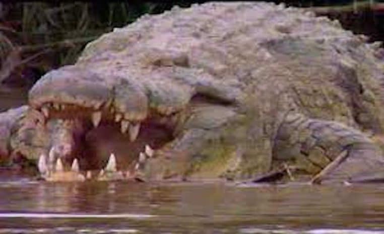 gustave crocodile accuse mange 300 personnes