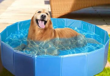 piscine chien