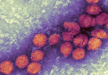 virus france nil moustique (2)