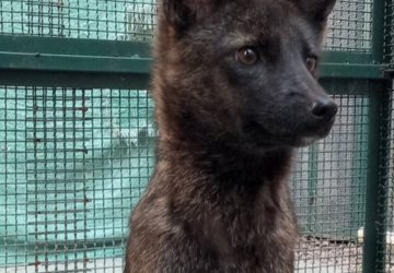 bresil espece chien renard