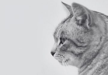 chat homme juge viol
