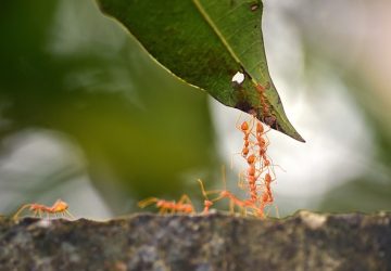 insecte arrivee en france dangeureux invasif