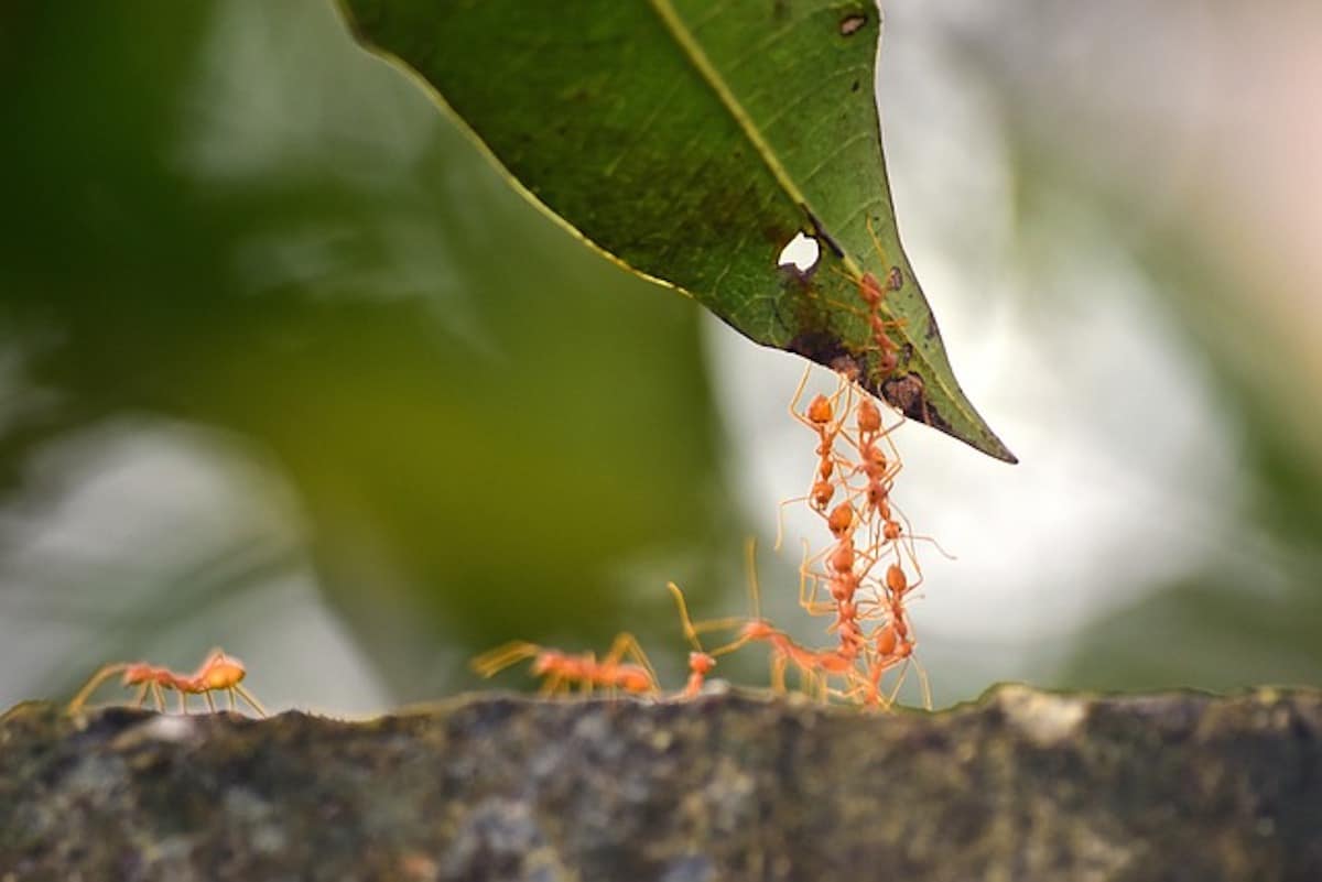 insecte arrivee en france dangeureux invasif