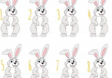 lapin