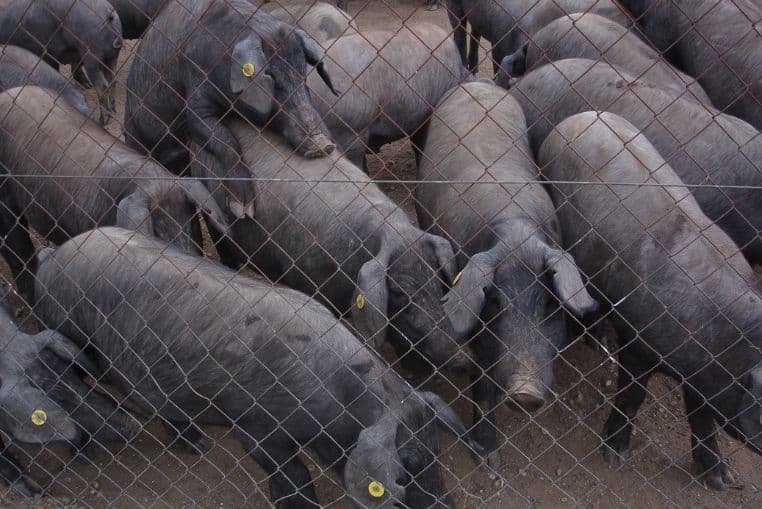 mafieux femme cochons fait divers (1)