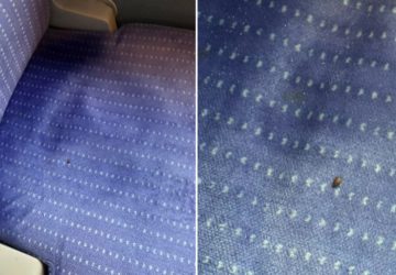 punaises de lit trains sncf (2)