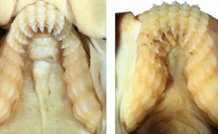 requin corne dents humains espece