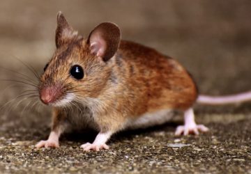 souris horreur mange insolite info