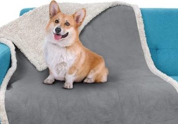 chien couverture