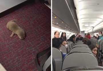 panique avion