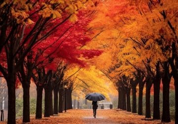 Retour de l'automne