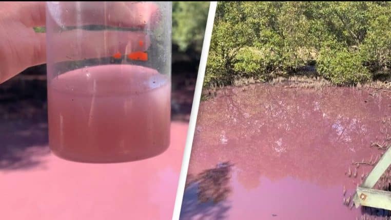 Vue aérienne des marais de Boondall teintés de rose en Australie