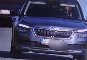 voiture radar flash chien actu insolite actu