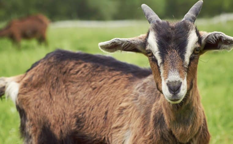 Tesla klaxon bruit chèvre