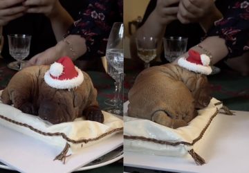 buche chien lutetia