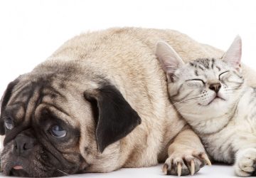 chat chien droite gauche politique animaux info