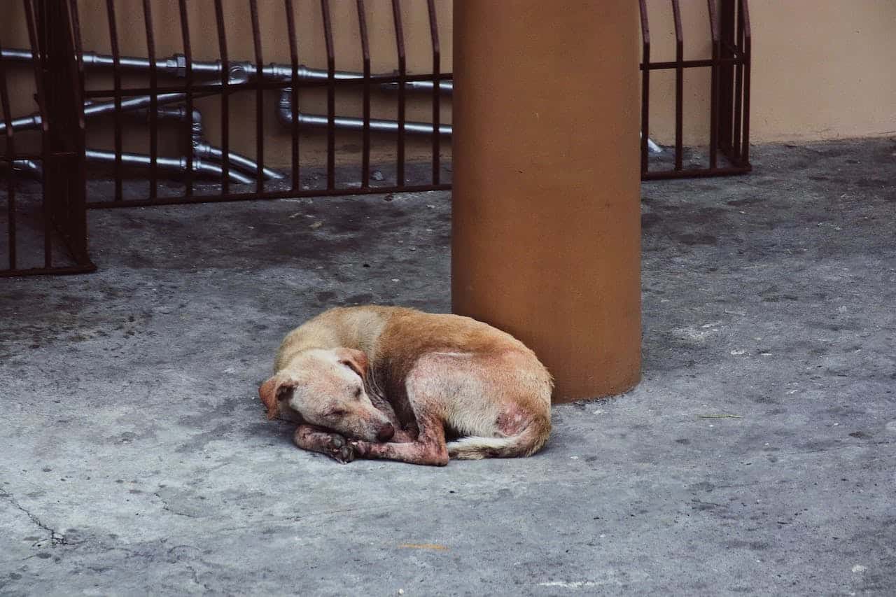 chien-abandonne