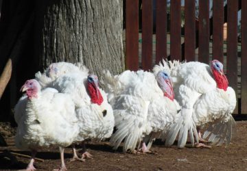 Grippe aviaire : les autorités s'inquiètent