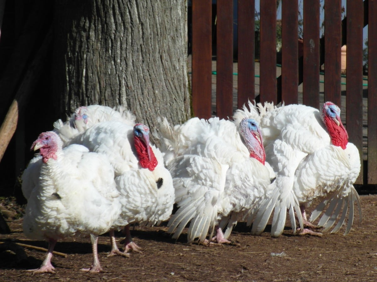 Grippe aviaire : les autorités s'inquiètent
