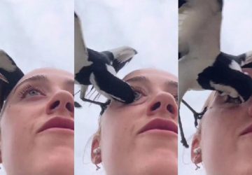 jeune femme attaque oiseau