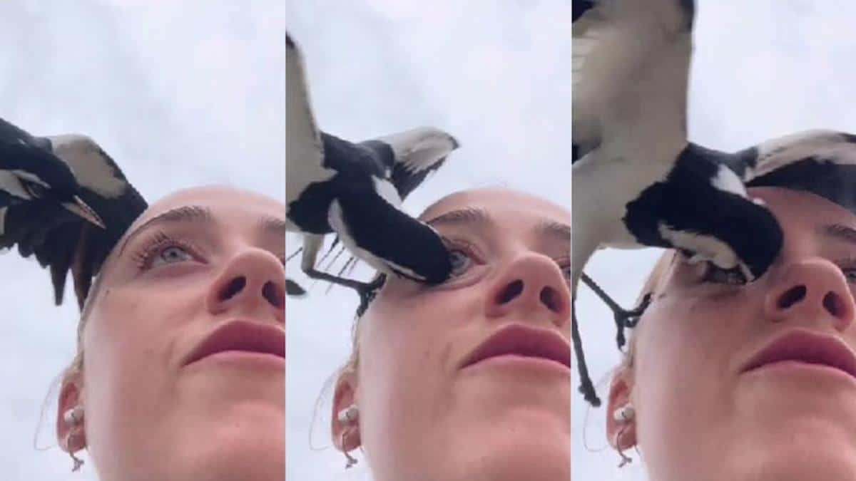 jeune femme attaque oiseau