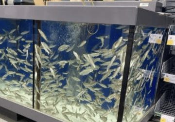poissons peche vif decathlon