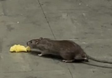 rat mcdo