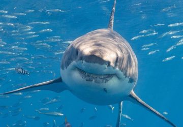 requin