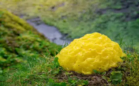 blob-jaune