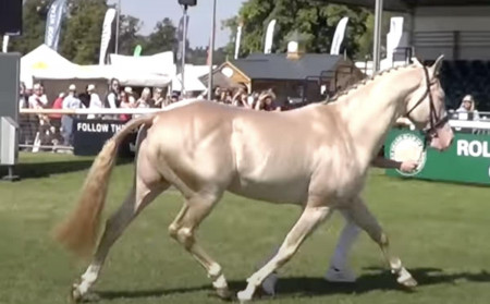 cheval animal plus beau monde actu info