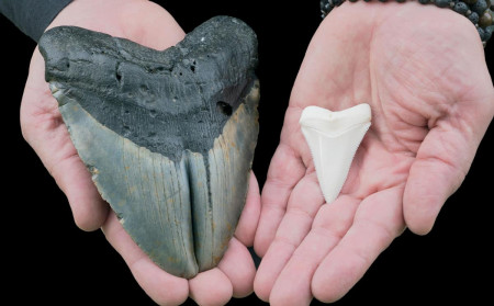 découverte dent Mégalodon mégalodon