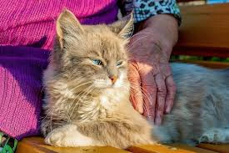 elle prefere leguer heritage animaux plutot chat
