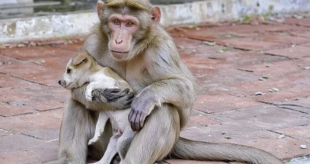 guenon adopte chien
