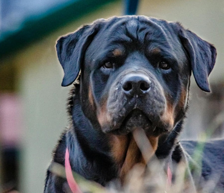 Un homme de 21 ans tué par ses cinq rottweilers