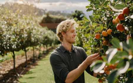 personne s'occupant de ces arbres fruitiers avec des fruits.