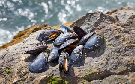 Moules fixé à un rocher