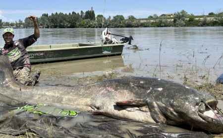 poisson chat record pêche actu insolite