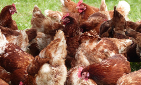 poules