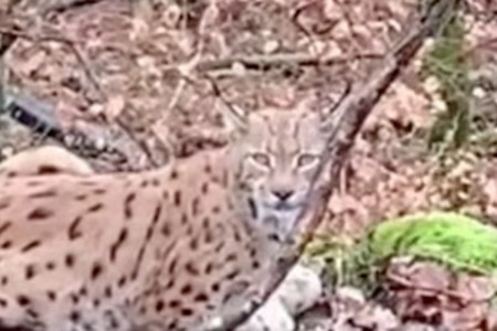 rencontre lynx footing foret