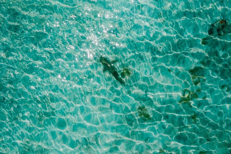 Image d'un requin illustrant le drame qu'a eu lieu en Australie ce lundi