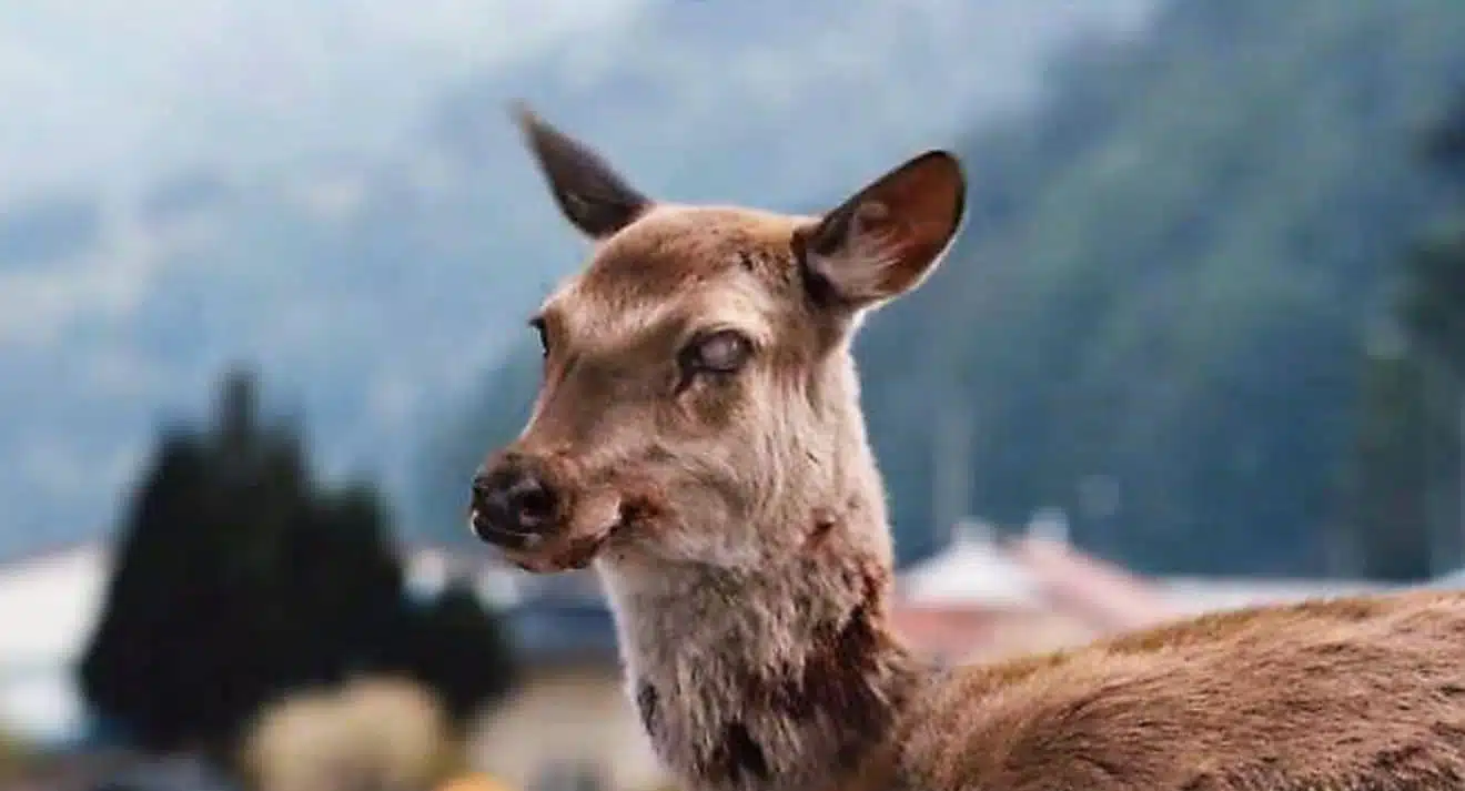 virus du cerf zombie