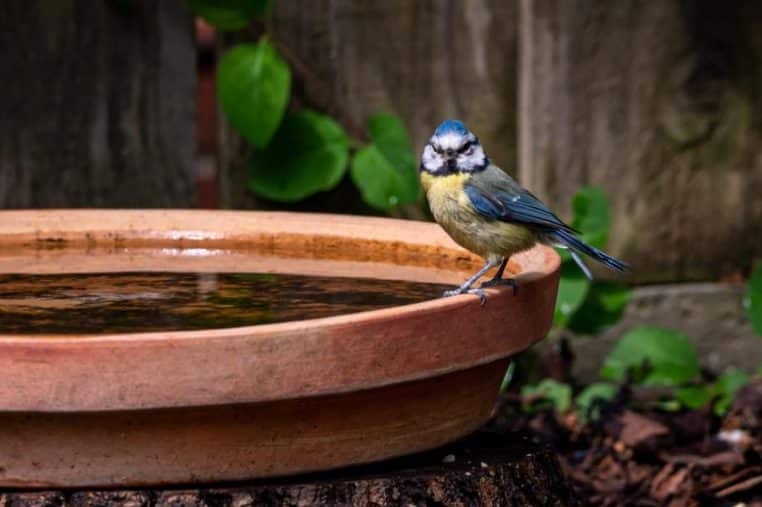 Oiseau abreuvoir jardin