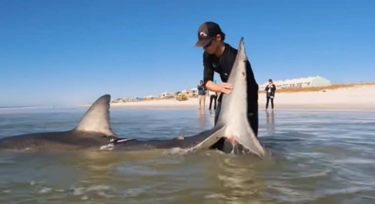 requin blanc