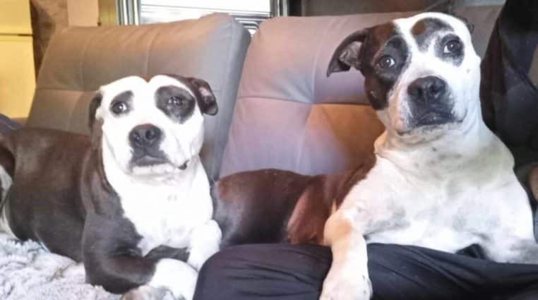Les deux chiennes qui risquent de se faire euthanasier si elle ne trouve pas de maisons d'accueil.
