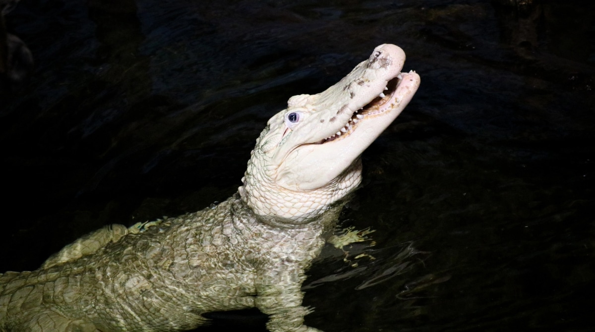Un alligator avale 70 piece de monnaie