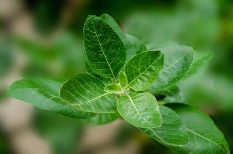 L'Ashwagandha, plante miracle contre le stress
