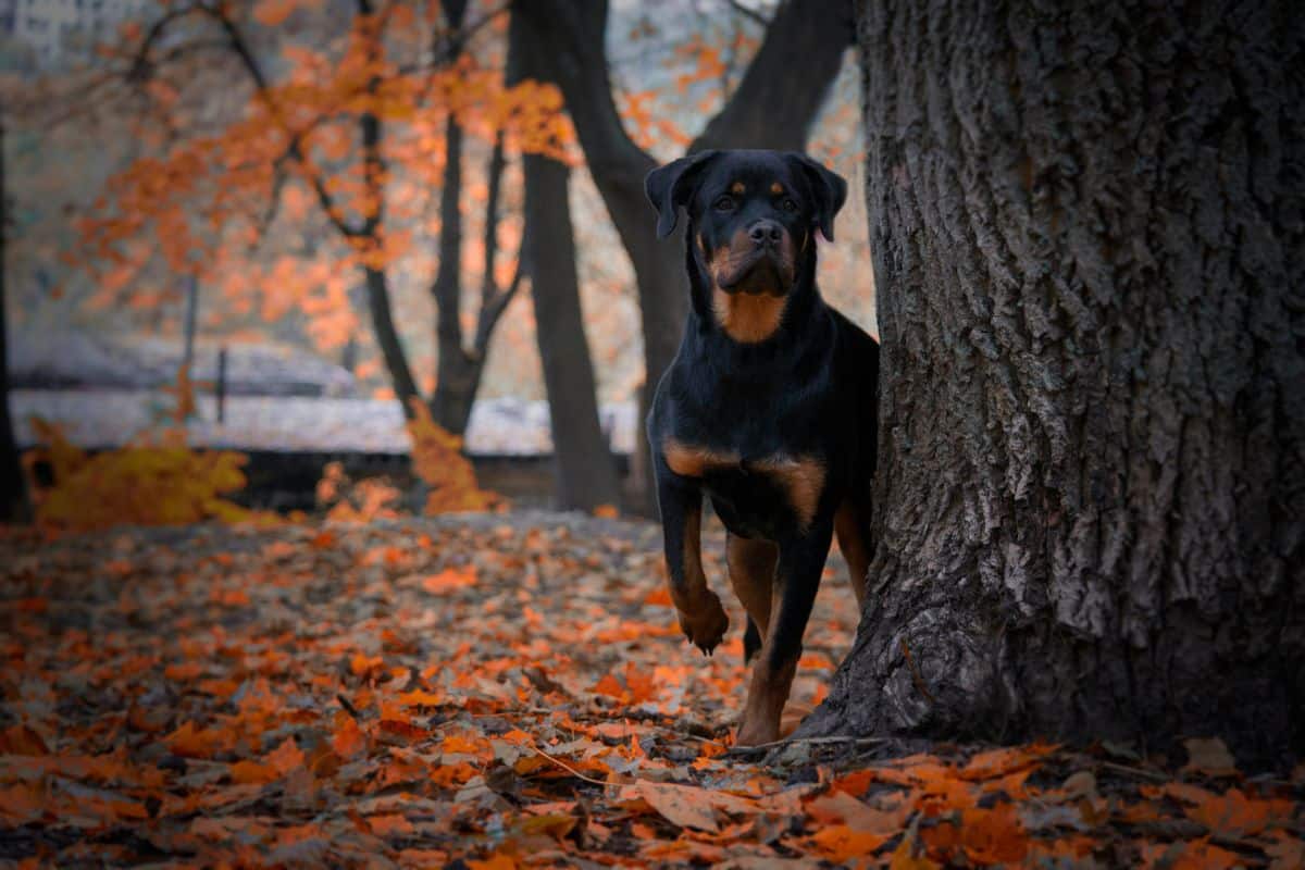 chiens rottweiler (2)