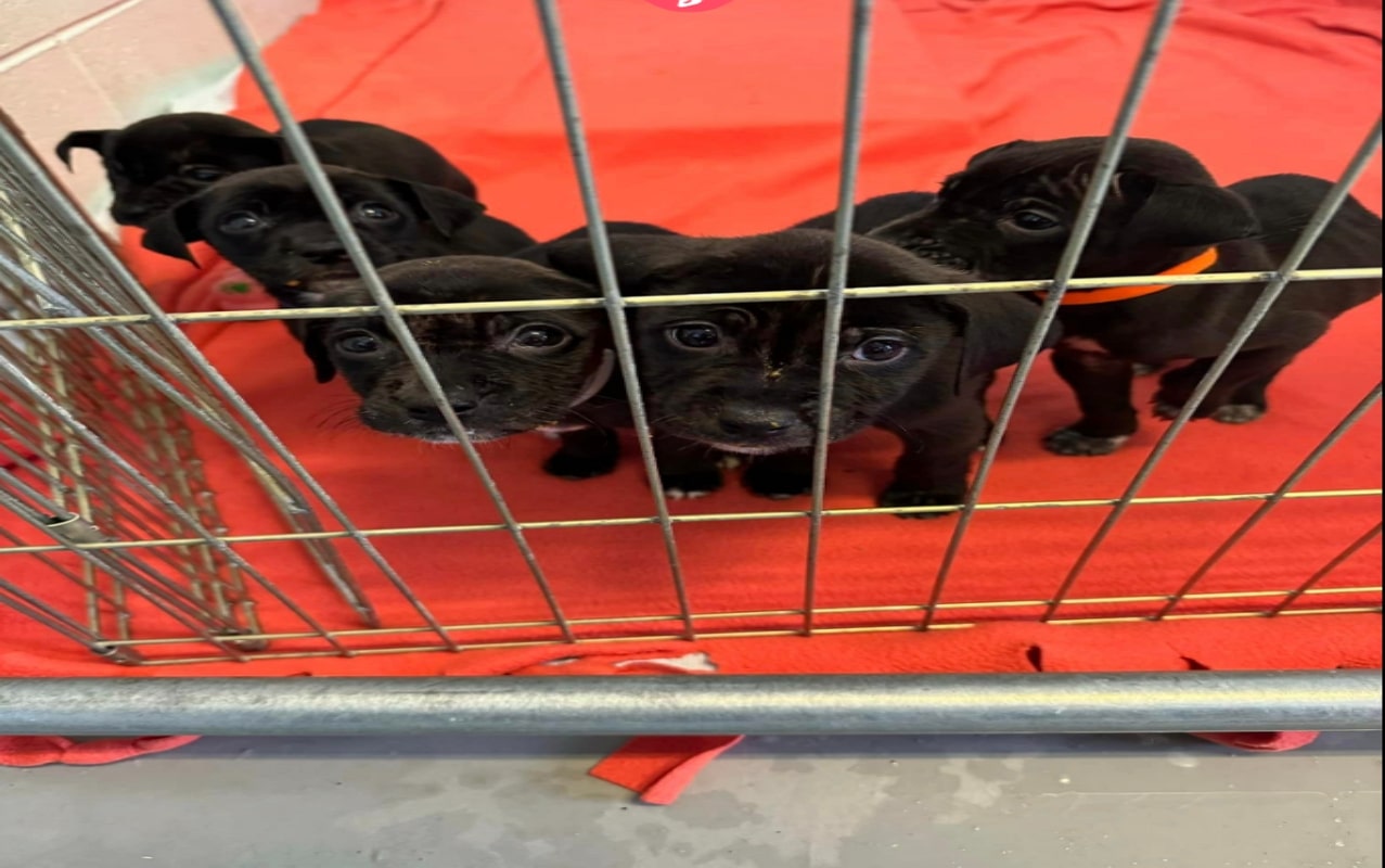 Chiots abandonnés par un SDF à un refuge.