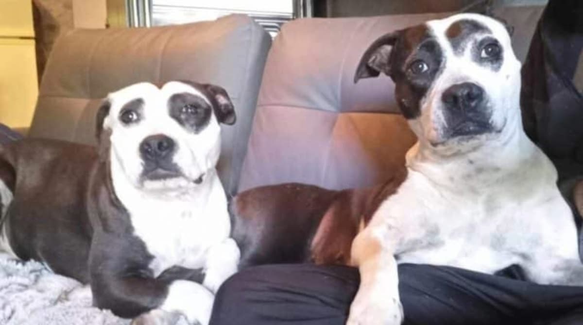 Deux chiennes euthanasiées