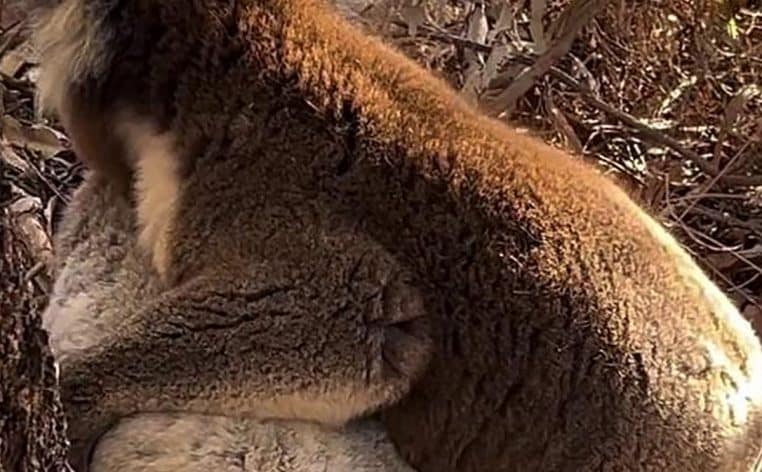 koala animal sauvage